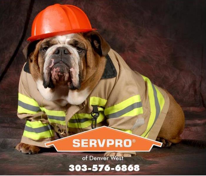 A bulldog is shown wearing protective fire gear.