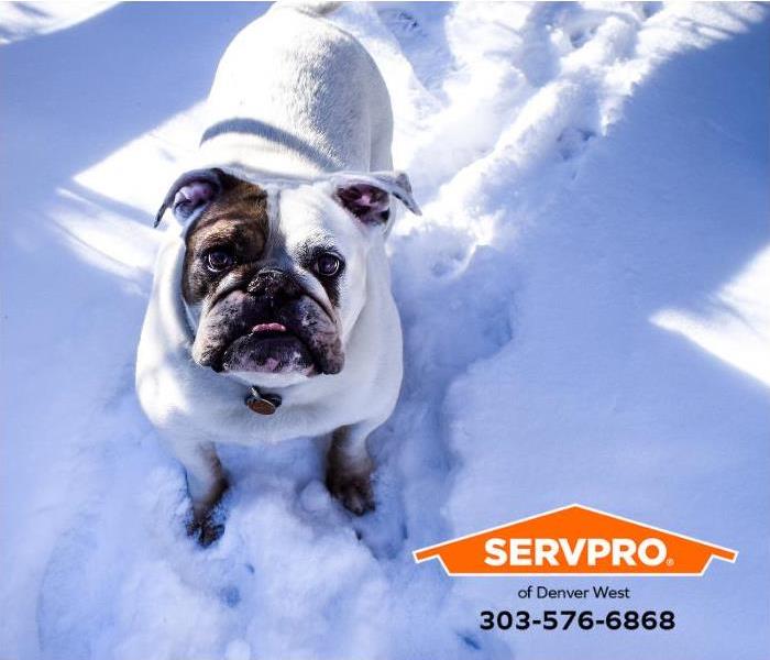 An English Bulldog is playing in the snow in Dever, Colorado.
