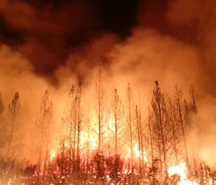 fire raging through  pine trees