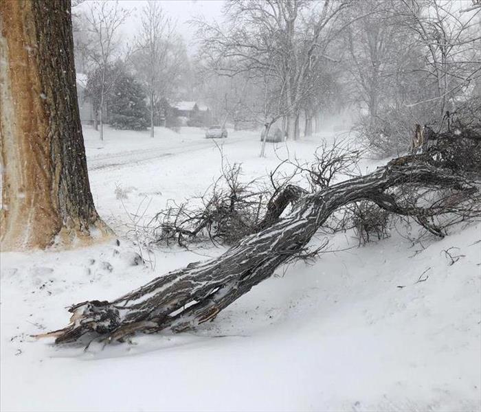 snow storm fallen tree
