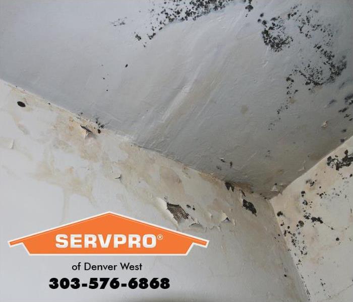 Mold is shown growing on a wall in a home. 